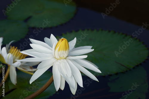 White Water Lilly scientific name :Nymphaea lotus Linn. 