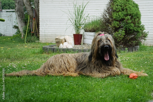 Quadro su tela A young purebred dog briard lies on the grass in the backyard