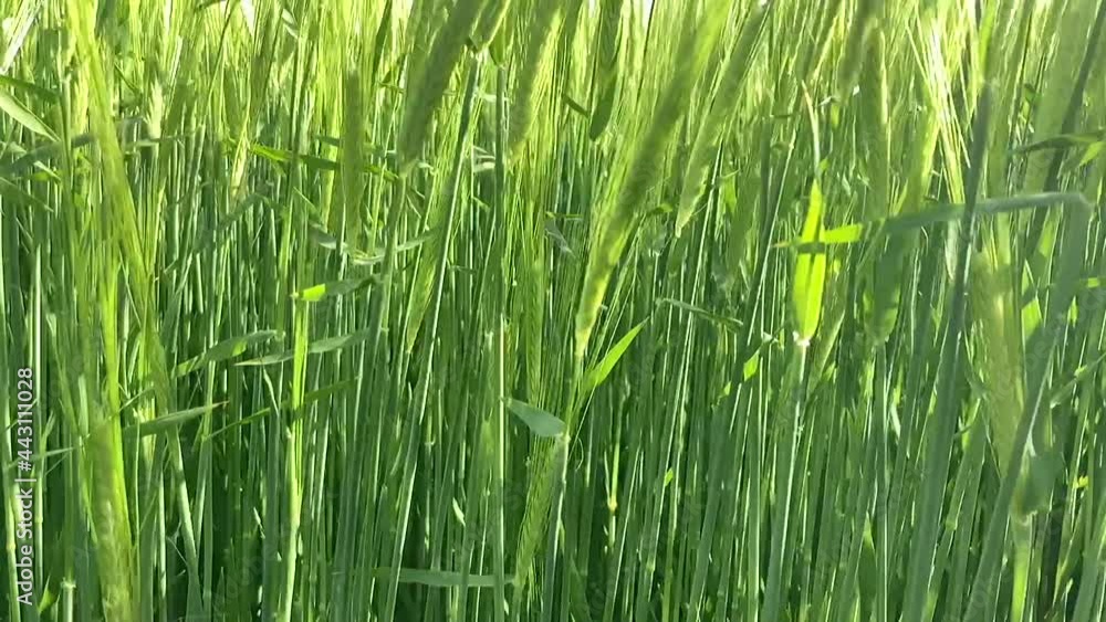 close up of summer barley swaying gently in breeze close up of summer barley swaying gently in breeze
