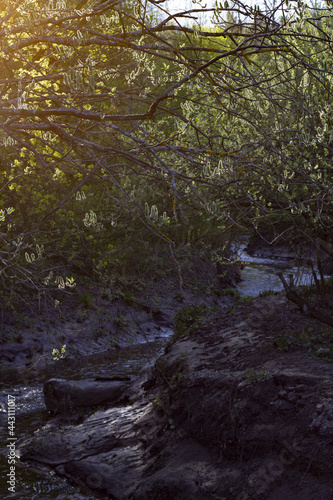 stream in the forest