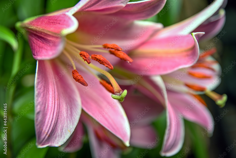 fragrant summer lily 