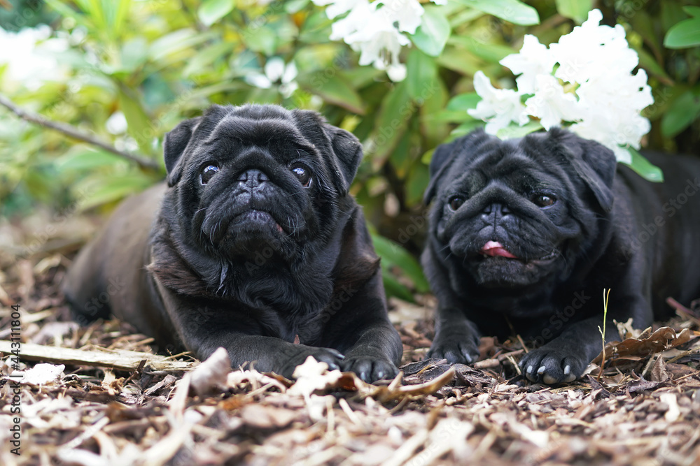 Two black Pug dogs posing outdoors together lying down on a ground near ...