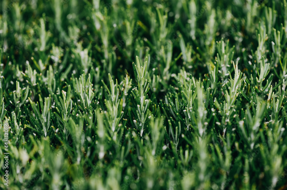 Close up with details of rosemary. Individual rosemary needles Close up with details of rosemary. Individual rosemary needles