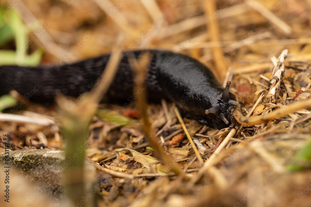 Close-up of a black keelback slug, Limacidae Close-up of a black keelback slug, Limacidae
