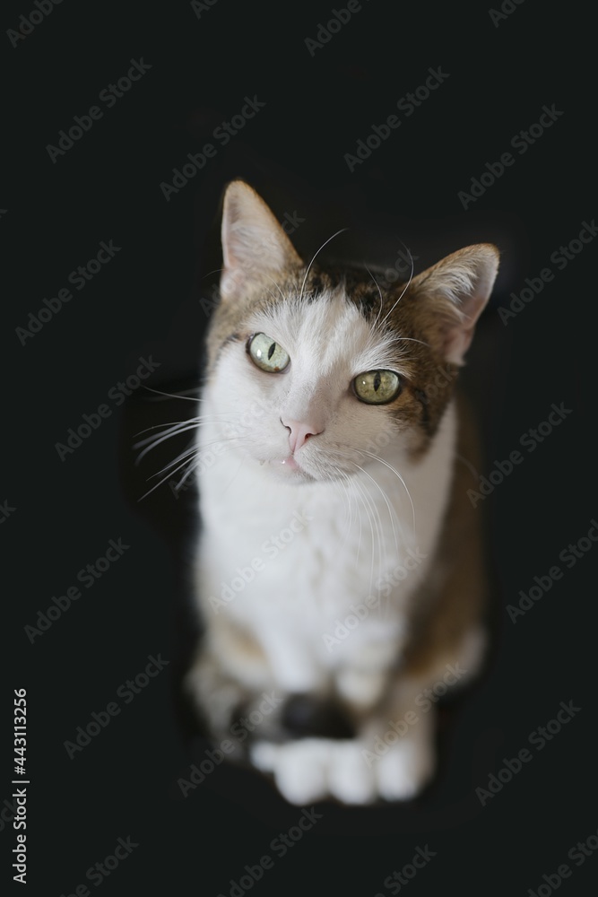 Cute tabby cat looking curious up to the camera. Isolated on black background. Cute tabby cat looking curious up to the camera. Isolated on black background.