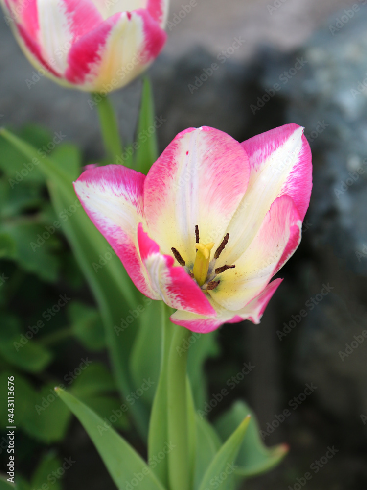 Tulip flower blooming isolated close - up view