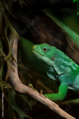 green iguana