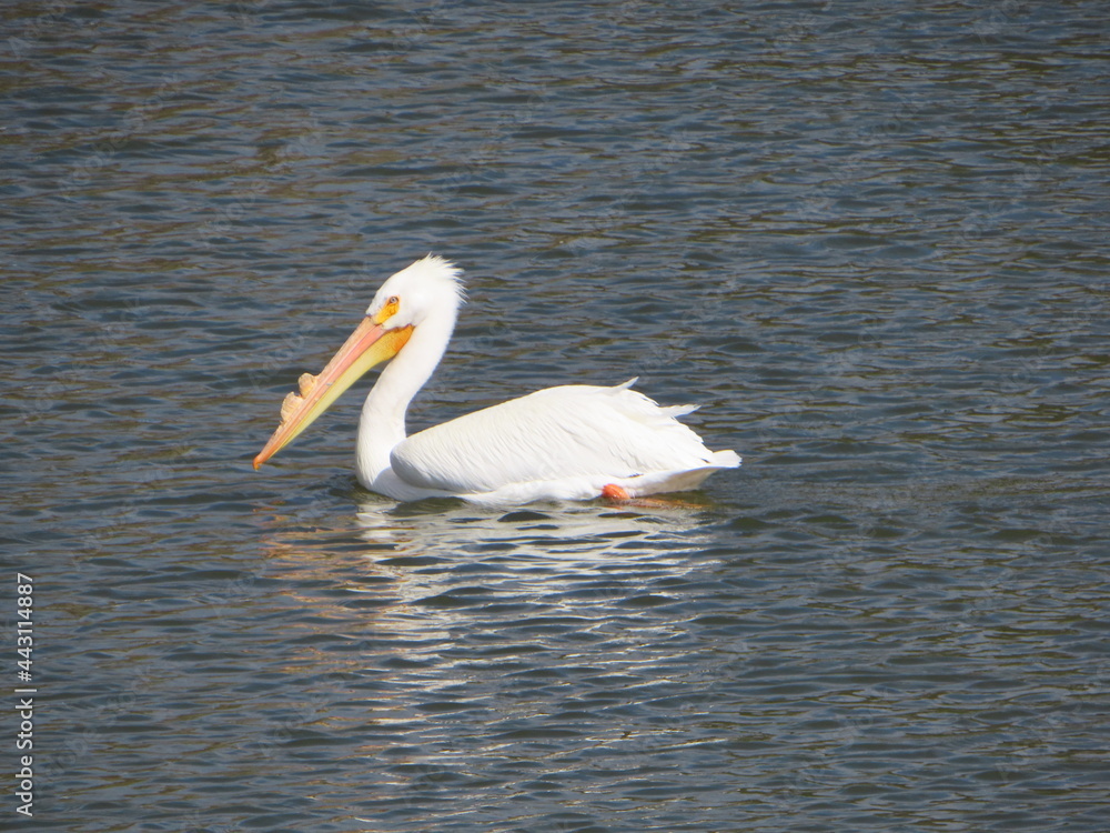 White Pelican in a Recreational Lake