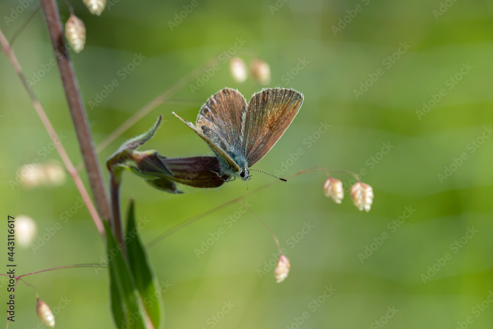 Female mazarine blue butterfly rests on a blossom in a meadow. Slightly hinted structure of a wire fence in background. Female mazarine blue butterfly rests on a blossom in a meadow. Slightly hinted structure of a wire fence in background.