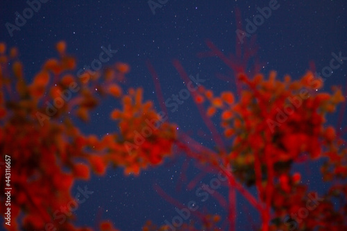 tree at the night 