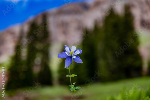 Colorado Mountain columbine