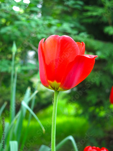 bright red tulip blooms in spring on a flower bed in the garden