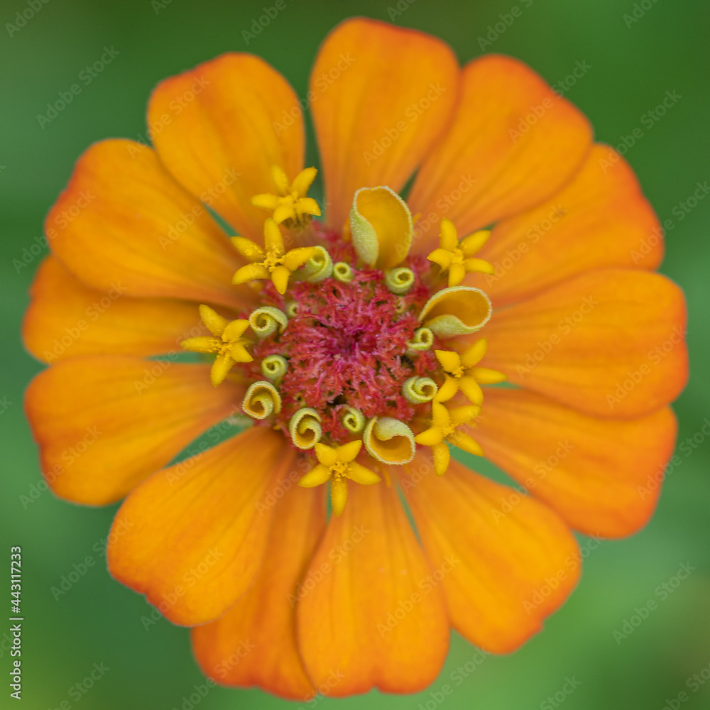 Closeup of an orange zinnia bloom. Closeup of an orange zinnia bloom.