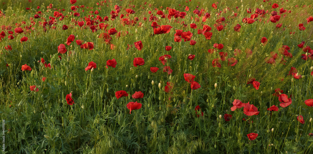 flower field with bright red poppies 