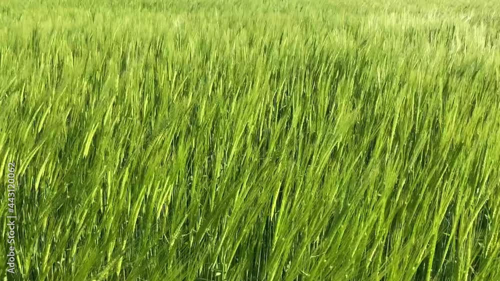 Beautiful field of summer barley sways in the breeze Beautiful field of summer barley sways in the breeze