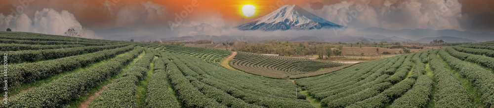 Beautiful fresh green tea plantation . Green tea plantation near Mountain Fuji. Organic tea field with mt.Fuji mountain