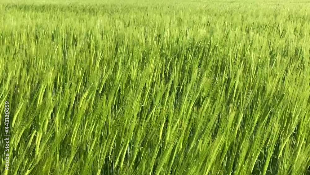 Beautiful field of summer barley sways in the breeze Beautiful field of summer barley sways in the breeze