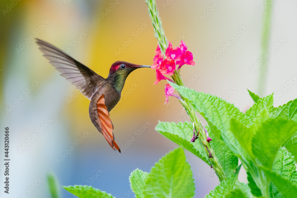 Fototapeta premium A Ruby Topaz hummingbird (Chrysolampis mosquitus) feeding on a pink Vervain flower. Bird in flight. Tropical bird in garden.