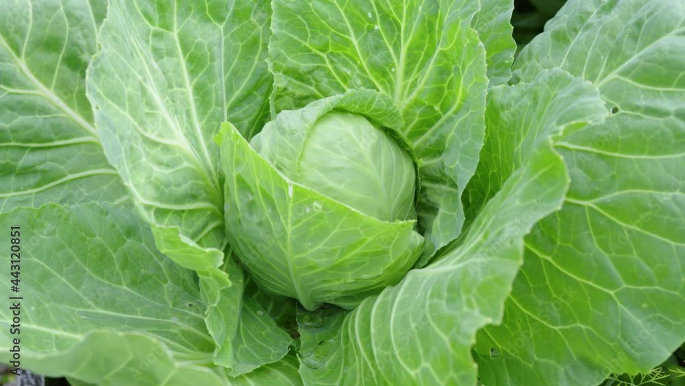 Cabbage in the garden bed. Farming, vegetarianism and healthy food concept. Dolly Shot Cabbage in the garden bed. Farming, vegetarianism and healthy food concept. Dolly Shot