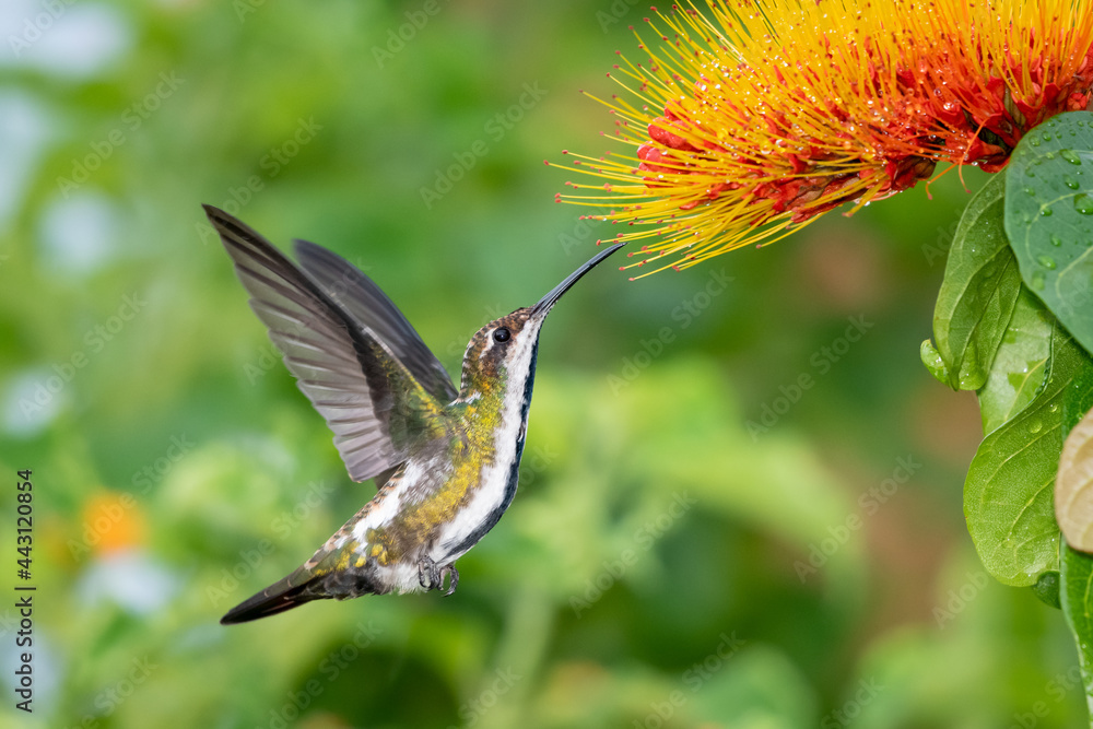 A female Black-throated Mango hummingbird (Anthracothorax nigricollis) feeding on a Monkey Brush flower (Combretum) with a green blurred background. Bird in flight. Tropical flower and bird.