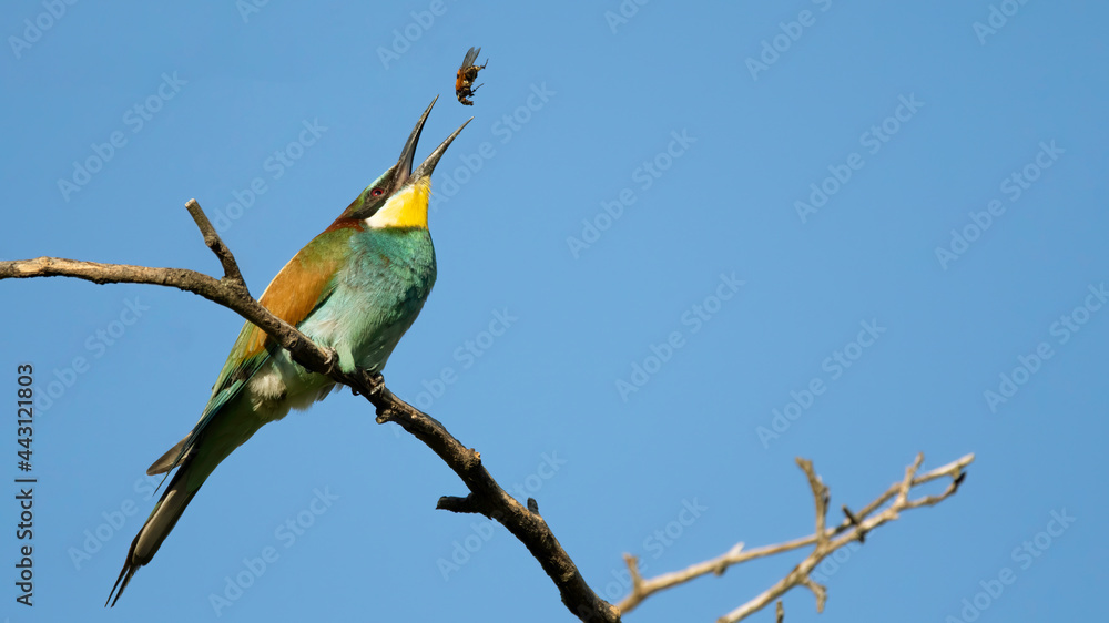 bird, natur, wild lebende tiere, bienenfresser, tier, bees, bunt, eater, bird, natur, wild lebende tiere, bienenfresser, tier, bees, bunt, eater,