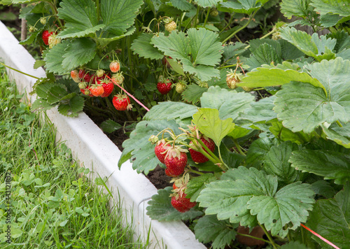 Strawberry.
This is one of the most delicious berries, which is loved and grown almost everywhere.In Tibetan medicine, strawberry fruits were considered a real elixir of life and the secret of longevi photo