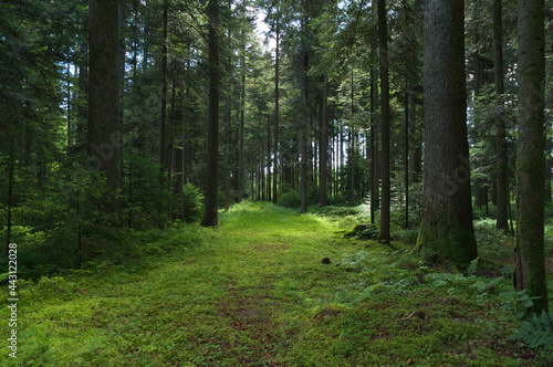 im schwarzwald mit licht und schatten