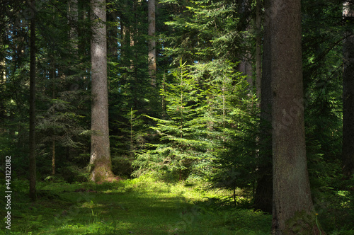 im schwarzwald mit licht und schatten