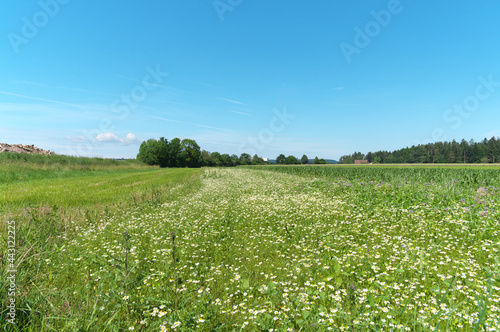 sommer. sonne, blumemwiese. mit blauem himmel und wolken...