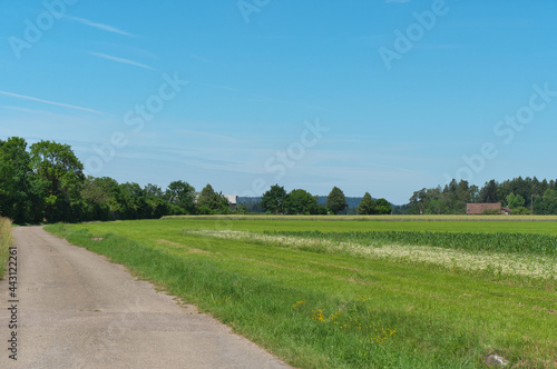 wald und wiese mit blauem himmel und wolken