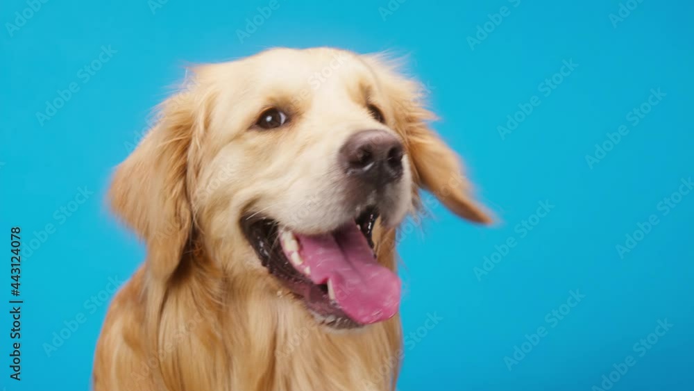 Golden retriever on blue background side view, gold labrador dog breathing with open mouth and tongue out close up, turning his head. Shooting domestic pet in studio. Golden retriever on blue background side view, gold labrador dog breathing with open mouth and tongue out close up, turning his head. Shooting domestic pet in studio.