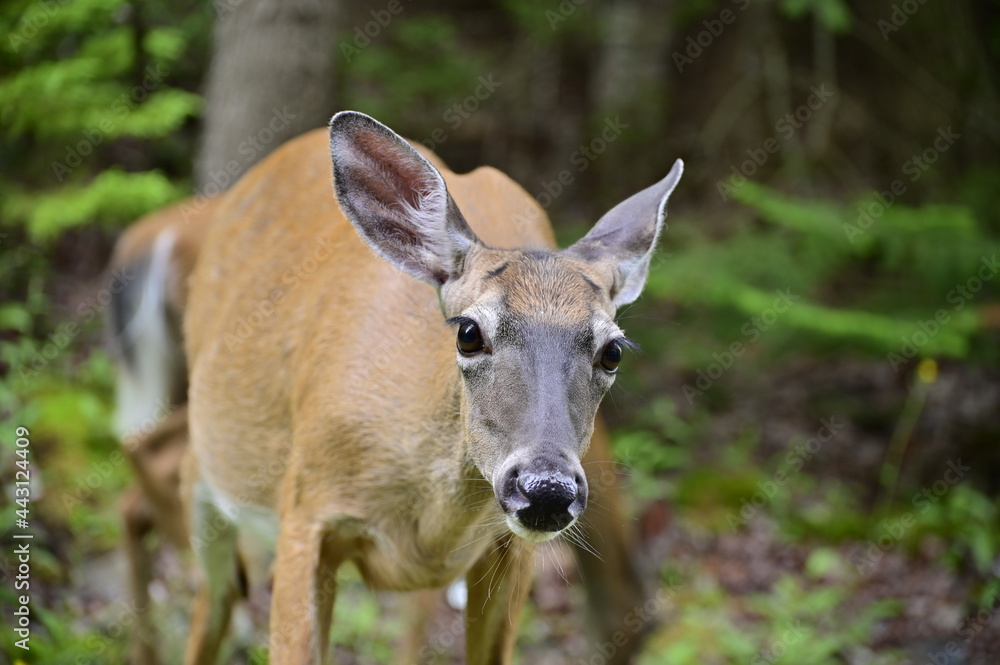 White Tail Deer doe. A close up shot of a young deer looking at the camera. Wild mammals of America. White Tail Deer doe. A close up shot of a young deer looking at the camera. Wild mammals of America.