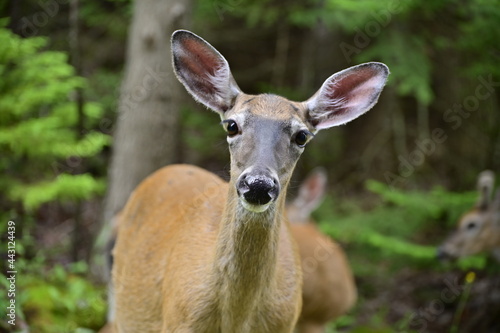 White tail doe looks cautiously towards camera. A close up shot of a young deer looking at the camera.