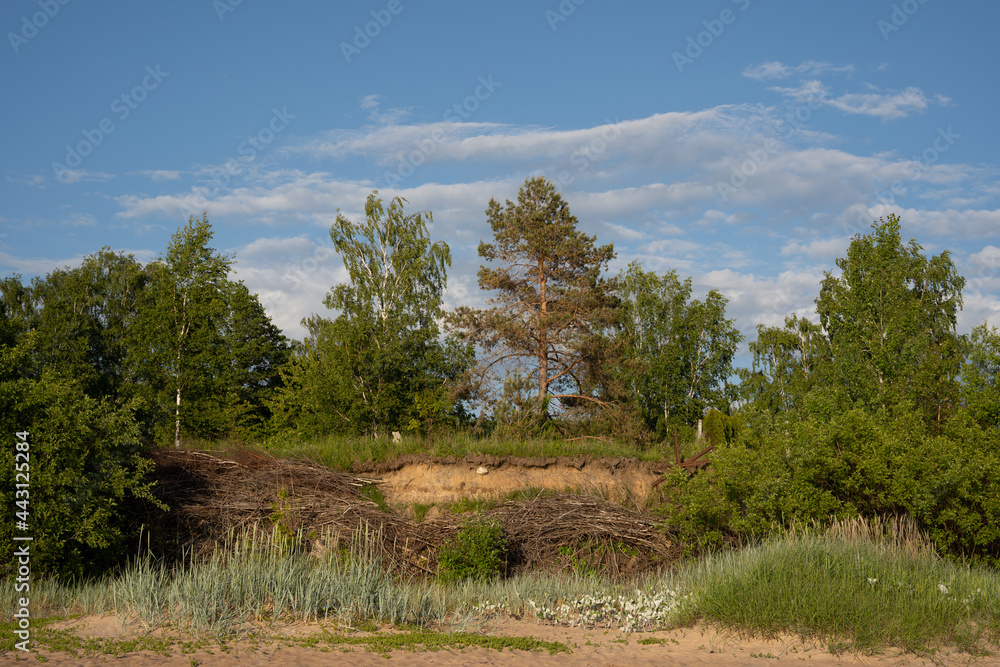 beach sandy shore with green grass over large green trees with beautiful skies