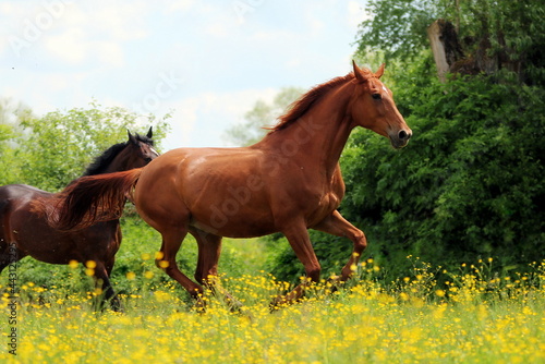 kasztanowy koń galopujący pośród traw i żółtych kwiatów