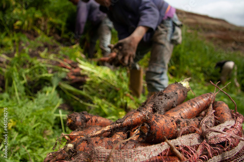 carrot harvest in the mountain of Merida Venezuela