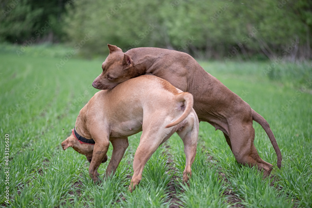 Two young purebred pit bull terriers fight in the meadow. Two young purebred pit bull terriers fight in the meadow.