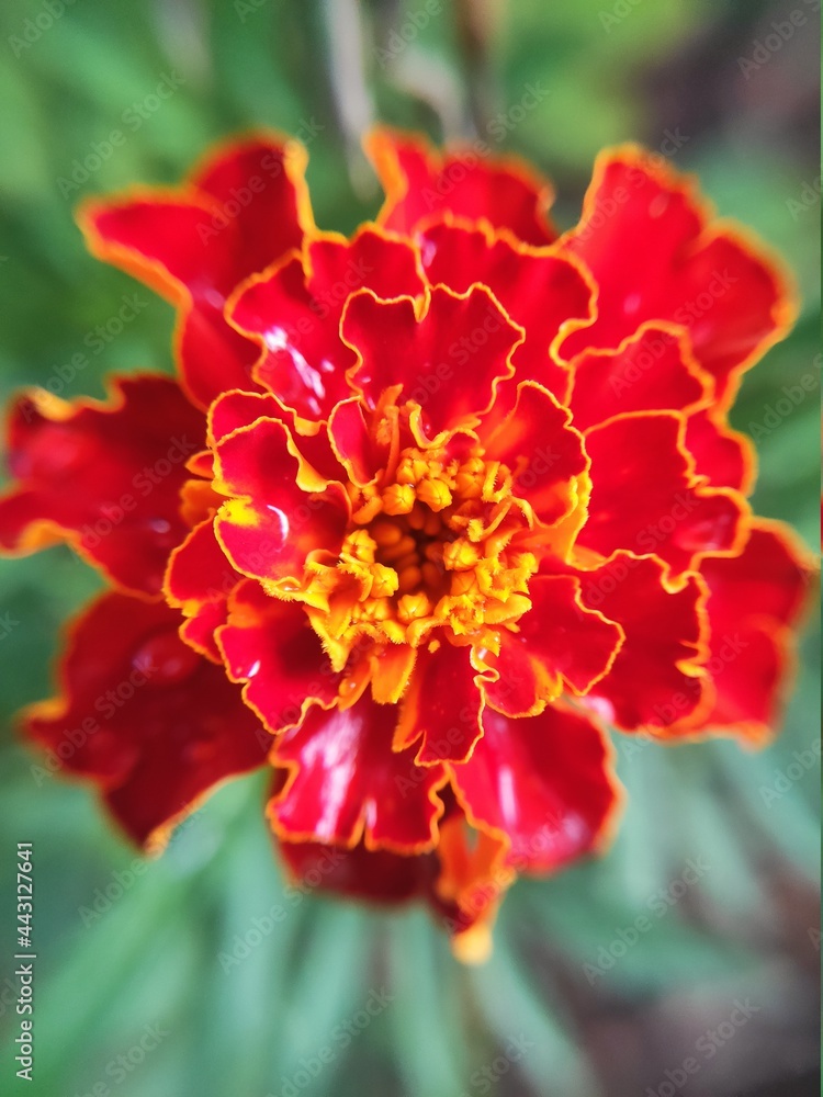 Fototapeta premium red marigold flower after rain