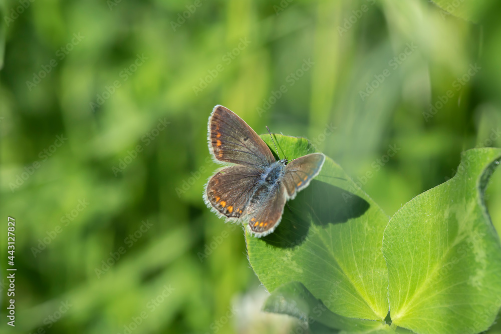 Female common blue butterfly (Polyommatus icarus) rests on trefoil. Female common blue butterfly (Polyommatus icarus) rests on trefoil.