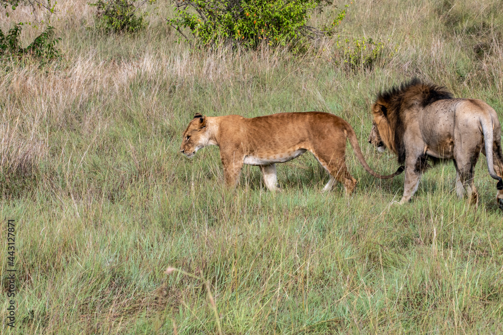 lions are lazily resting in the shade of trees and are caring for their partner lions are lazily resting in the shade of trees and are caring for their partner
