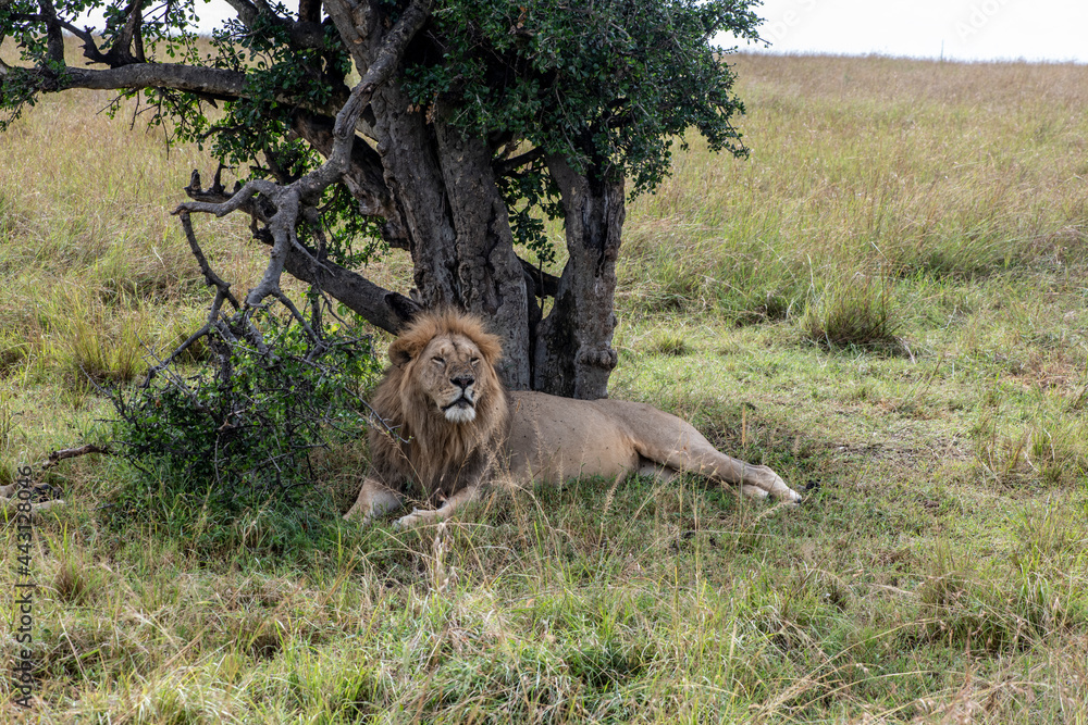 Naklejka premium lions are lazily resting in the shade of trees and are caring for their partner 