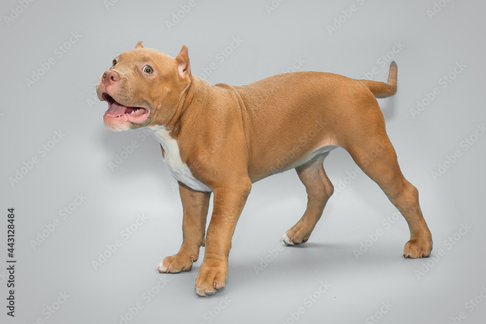 Funny American bully puppy stands Funny American bully puppy stands
