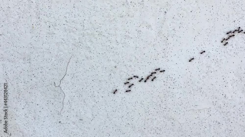 Overhead motion view of the chain of ants, which moves in the light of the rough wall