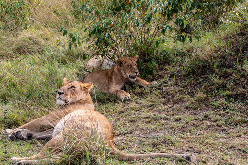 lions are lazily resting in the shade of trees and are caring for their partner 