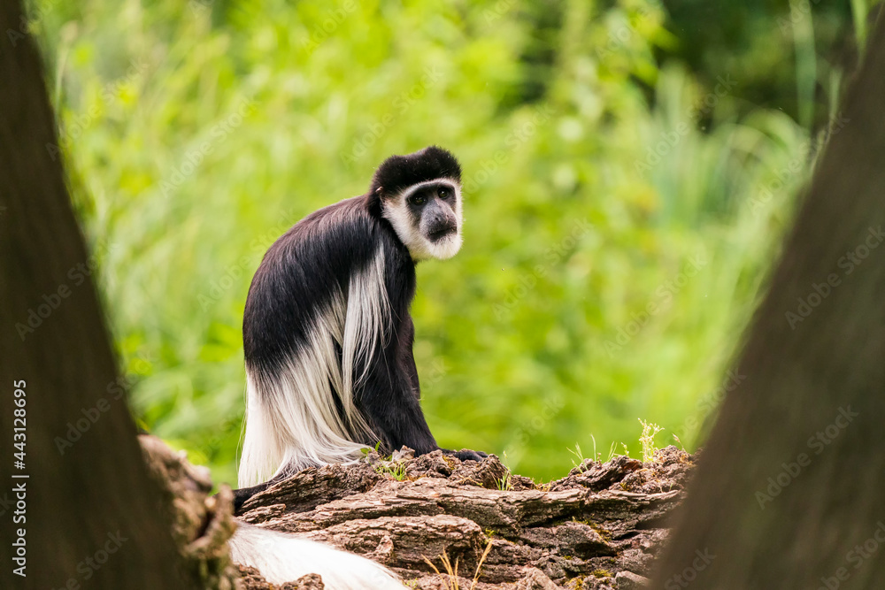Obraz premium The mantled guereza (Colobus guereza), the eastern black-and-white colobus, or the Abyssinian black-and-white colobus, is a black-and-white colobus, a type of Old World monkey on a branch.