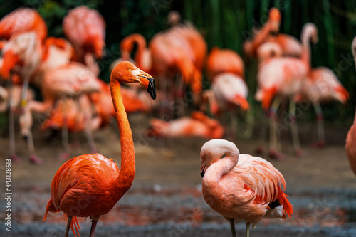 Bild auf Leinwand Phoenicopterus ruber