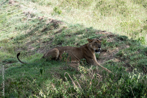 lions are lazily resting in the shade of trees and are caring for their partner 