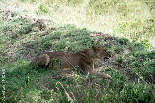 lions are lazily resting in the shade of trees and are caring for their partner 