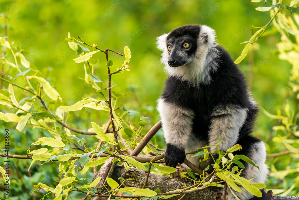 Obraz premium Another sexually dichromatic subspecies, the white-fronted brown lemur ranges throughout the rainforest remnants of northeastern Madagascar.