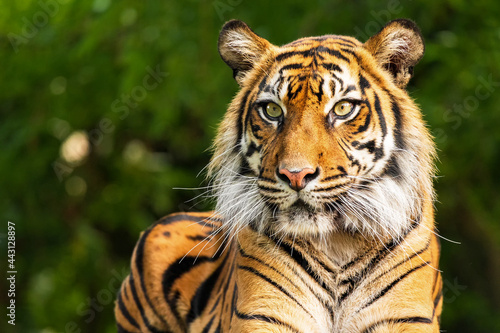 The Siberian tiger is a tiger from a specific population of the Panthera tigris tigris subspecies native to the Russian Far East  Northeast China and possibly North Korea.